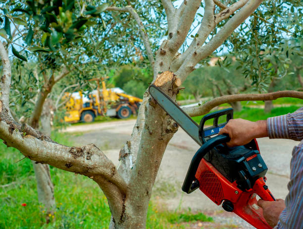 Best Tree Clearing Services  in Elmwood Park, IL